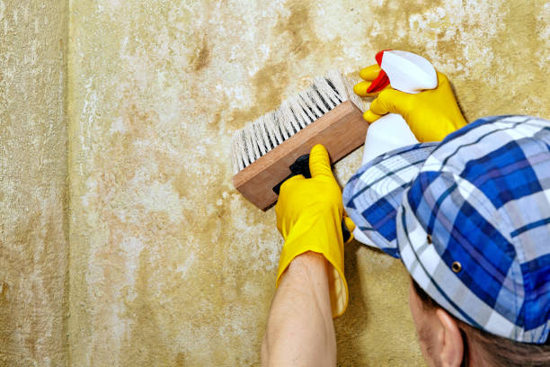 Best Water Damage & Mold Remediation  in Mayo, SC